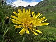 68 Crepide dorata (Crepis aurea) con ospite